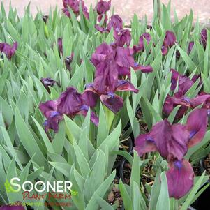 <em>Iris</em> VIOLET BEARDED IRIS: 