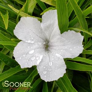 <em>Ruellia</em> <strong>KATIE WHITE DWARF MEXICAN PETUNIA</strong>: