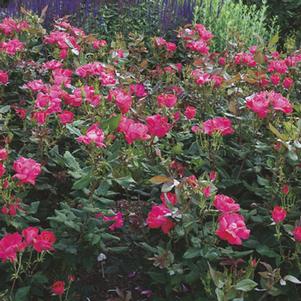 <em>Rosa</em> KNOCK OUT® ROSE: 