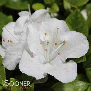 <em>Rhododendron</em> <strong>AUTUMN STARLITE® ENCORE® AZALEA</strong>: