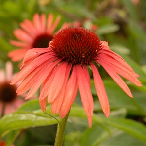 <em>Echinacea</em> <strong>BIG SKY™ TWILIGHT CONEFLOWER</strong>: