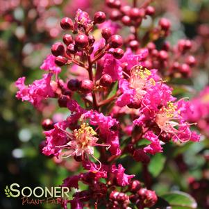 <em>Lagerstroemia</em> BERRY DAZZLE® CRAPEMYRTLE: 