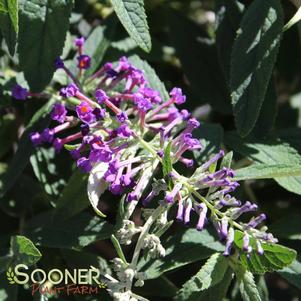 <em>Buddleia</em> <strong>LO & BEHOLD® PURPLE HAZE BUTTERFLY BUSH</strong>:
