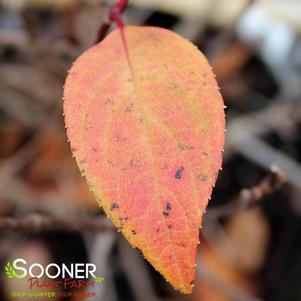<em>Hydrangea</em> <strong>QUICK FIRE® HYDRANGEA</strong>: