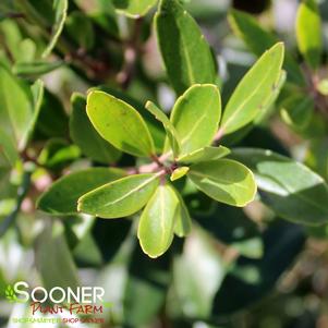 <em>Ilex</em> SHAMROCK COMPACT INKBERRY: 