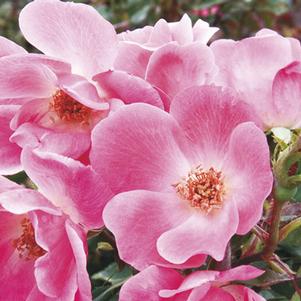 <em>Rosa</em> <strong>PINK KNOCK OUT® ROSE</strong>: