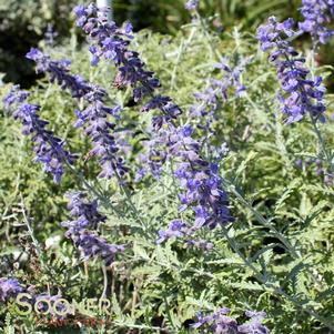 <em>Perovskia</em> RUSSIAN SAGE: 