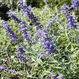 <em>Perovskia</em> <strong>RUSSIAN SAGE</strong>: