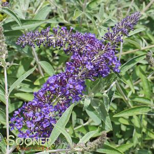 <em>Buddleia</em> <strong>ADONIS BLUE™ BUTTERFLY BUSH</strong>:
