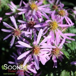 <em>Aster</em> <strong>WOOD'S PINK ASTER</strong>: