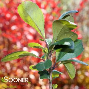 <em>Ilex</em> <strong>RED ESCORT MALE POSSUMHAW HOLLY</strong>: