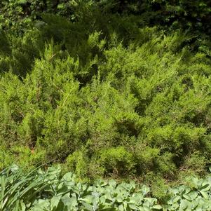 <em>Juniperus</em> <strong>SEA GREEN JUNIPER</strong>: