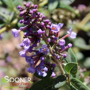 <em>Buddleia</em> <strong>FLUTTERBY PETITE® BLUE HEAVEN BUTTERFLY BUSH</strong>: