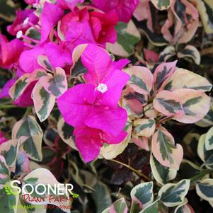 <em>Bougainvillea</em> <strong>RASPBERRY ICE BOUGAINVILLEA</strong>: