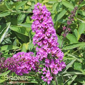 <em>Buddleia</em> <strong>FLUTTERBY PETITE® TUTTI FRUITTI PINK BUTTERFLY BUSH</strong>: