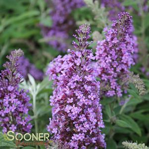 <em>Buddleia</em> <strong>FLUTTERBY PETITE® PINK BUTTERFLY BUSH</strong>: