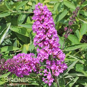 <em>Buddleia</em> FLUTTERBY PETITE® TUTTI FRUITTI PINK BUTTERFLY BUSH: 