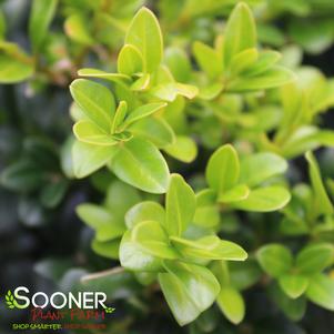 <em>Buxus</em> <strong>NORTH STAR® BOXWOOD</strong>: