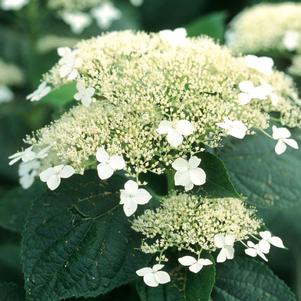 <em>Hydrangea</em> <strong>WHITE DOME® HYDRANGEA</strong>: