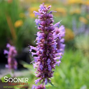 <em>Agastache</em> <strong>BLUE BOA HYSSOP</strong>: