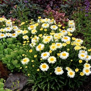 <em>Leucanthemum</em> <strong>BRIDAL BOUQUET SHASTA DAISY</strong>: