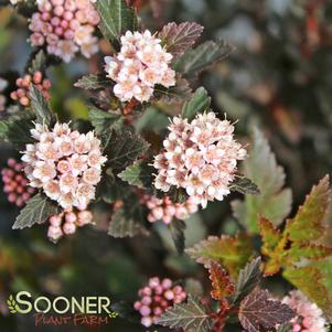 <em>Physocarpus</em> LITTLE DEVIL™ NINEBARK: 