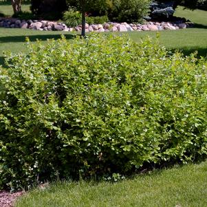 <em>Rhus</em> <strong>GRO-LOW FRAGRANT SUMAC</strong>: