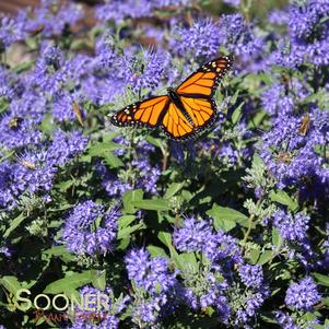 <em>Caryopteris</em> <strong>LONGWOOD BLUE BLUEBEARD</strong>: