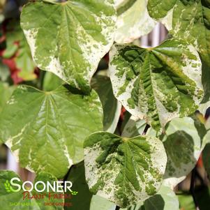 <em>Cercis</em> <strong>WHITEWATER VARIEGATED WEEPING REDBUD</strong>: