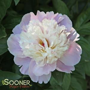 <em>Paeonia</em> <strong>SORBET GARDEN PEONY</strong>: