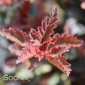 <em>Physocarpus</em> <strong>SUMMER WINE® NINEBARK</strong>: