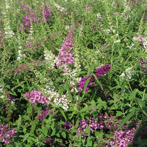 <em>Buddleia</em> FOURTH OF JULY BUTTERFLY BUSH: 