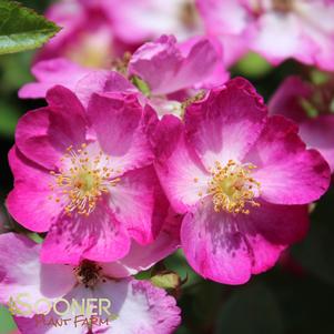 <em>Rosa</em> OSO HAPPY® SMOOTHIE ROSE: 