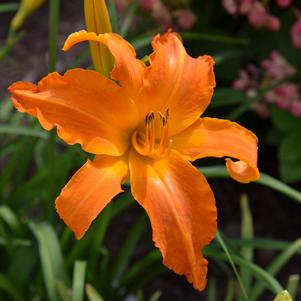 <em>Hemerocallis</em> <strong>RAINBOW RHYTHM® PRIMAL SCREAM DAYLILY</strong>: