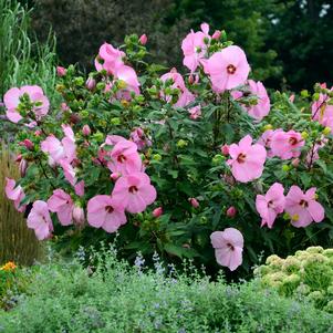 <em>Hibiscus</em> <strong>PINK ELEPHANT HARDY HIBISCUS</strong>: