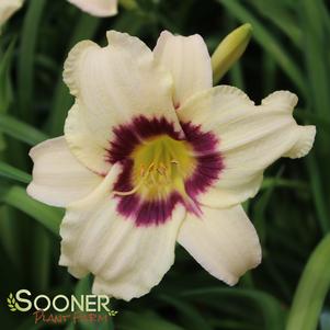 <em>Hemerocallis</em> <strong>PANDORA'S BOX DAYLILY</strong>: