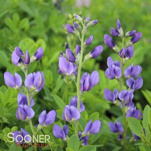 <em>Baptisia</em> <strong>BLUE FALSE INDIGO</strong>: