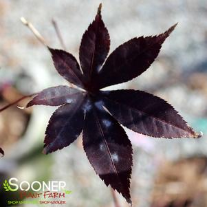<em>Acer</em> <strong>EMPEROR I JAPANESE MAPLE</strong>: