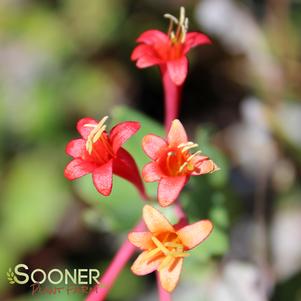 <em>Lonicera</em> <strong>CORAL HONEYSUCKLE</strong>:
