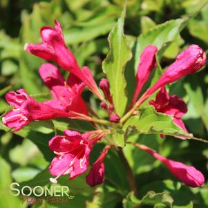 <em>Weigela</em> <strong>RED PRINCE WEIGELA</strong>: