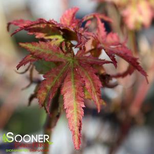 <em>Acer</em> SODE NO UCHI DWARF UPRIGHT JAPANESE MAPLE: 