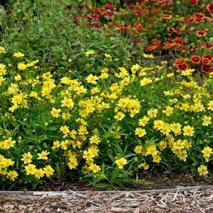 <em>Coreopsis</em> <strong>BIG BANG™ GALAXY TICKSEED</strong>: