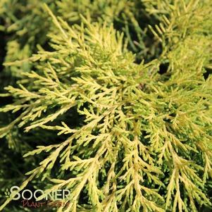 <em>Juniperus</em> <strong>SAYBROOK GOLD® JUNIPER</strong>: