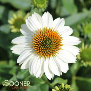 <em>Echinacea</em> <strong>POW WOW® WHITE CONEFLOWER</strong>: