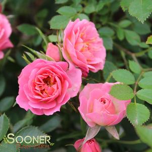 <em>Rosa</em> OSO HAPPY® PETIT PINK ROSE: 