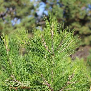 <em>Pinus</em> SHORTLEAF PINE: 