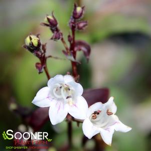 <em>Penstemon</em> <strong>HUSKER RED BEARDTONGUE</strong>:
