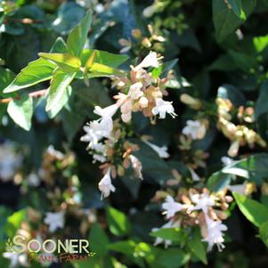 <em>Abelia</em> <strong>RUBY ANNIVERSARY® ABELIA</strong>: