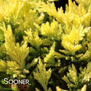 <em>Juniperus</em> <strong>GOOD VIBRATIONS® GOLD JUNIPER</strong>: