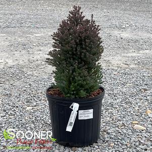 <em>Chamaecyparis</em> <strong>RED STAR ATLANTIC WHITE CEDAR</strong>: